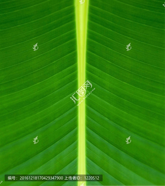 綠葉紋理