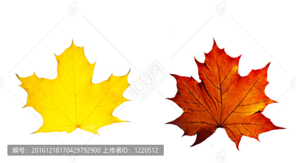 秋天的黃色和紅色楓葉