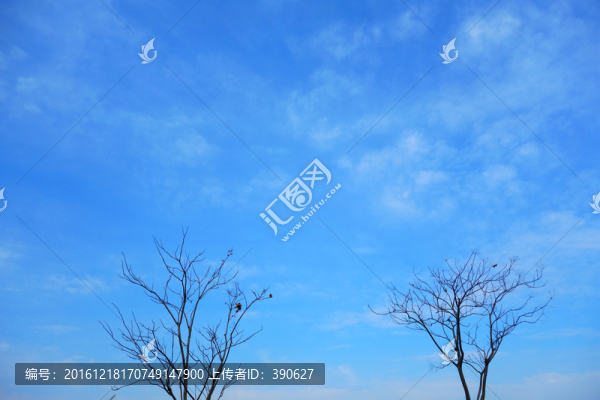 樹枝天空