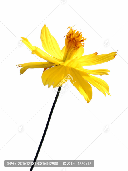 白色背景上的花