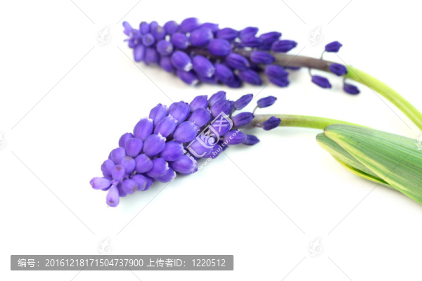 葫蘆花