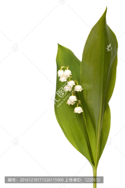 山谷的莉莉