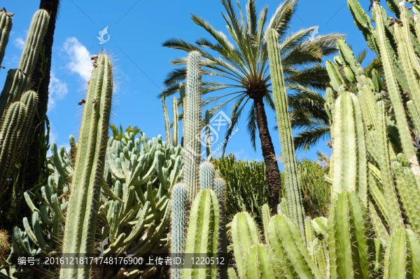 植物園