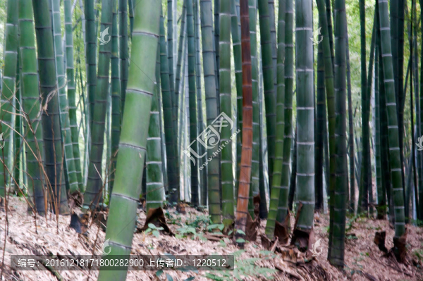 在Sichu竹林景觀