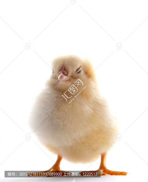 昏昏欲睡的小雞