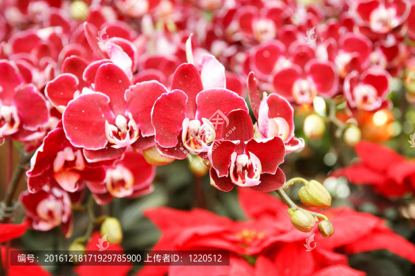 蘭花在泰國的花園