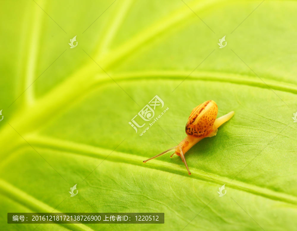 綠葉自然背景