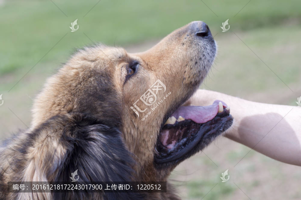 布朗的狗