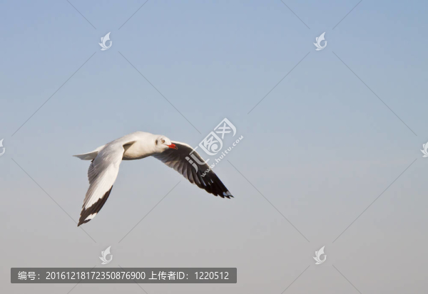 海鷗在藍(lán)天飛翔