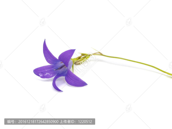 風(fēng)鈴草孔雀草的花
