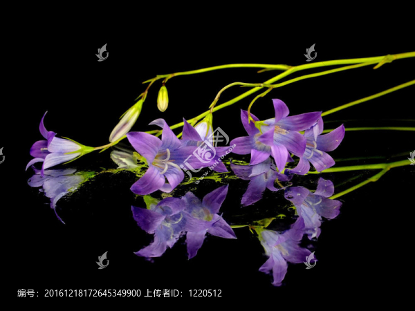 風(fēng)鈴草孔雀草的花