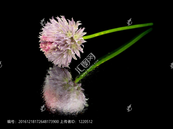 韭菜花