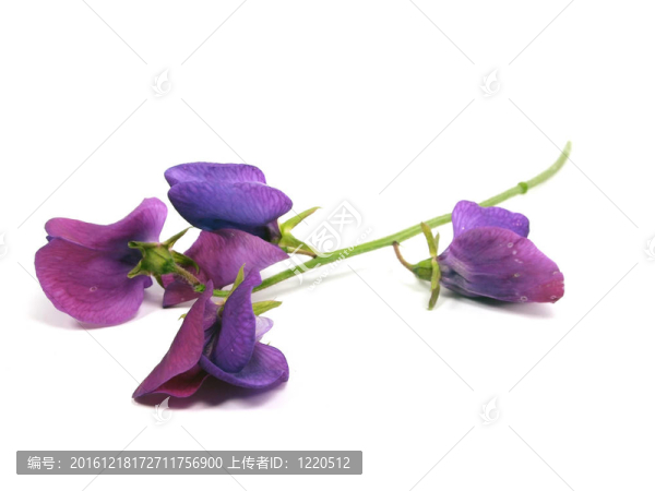 甜豌豆花