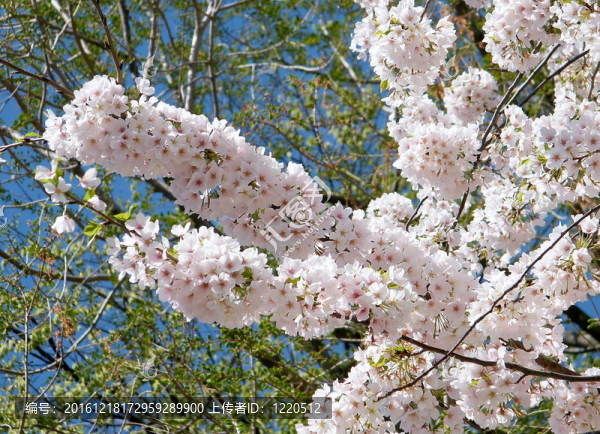 華盛頓的櫻花2010支