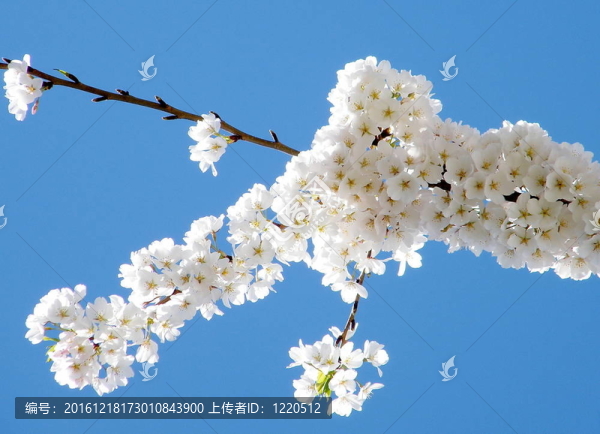 華盛頓櫻花盛開(kāi)的藍(lán)色2010