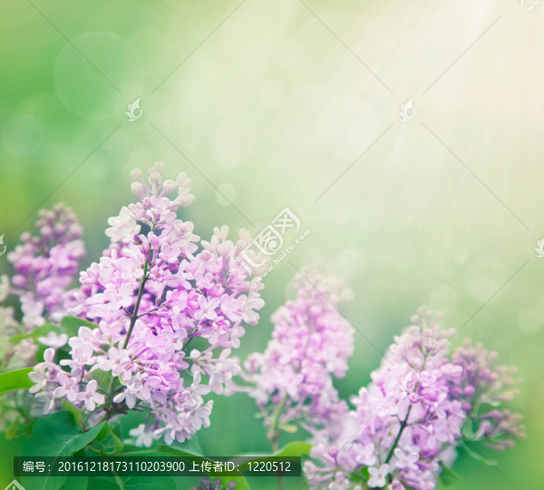 丁香花的背景