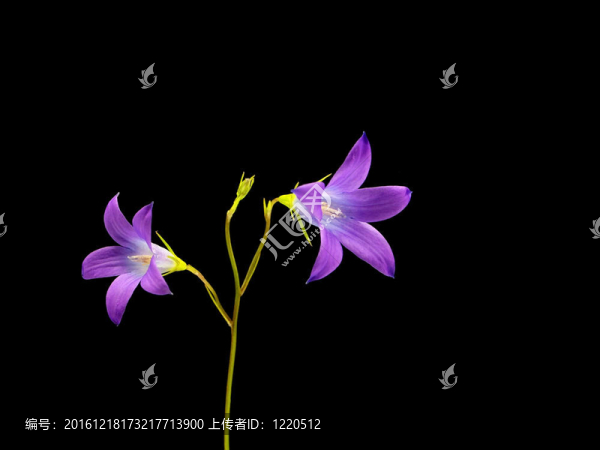 風(fēng)鈴草孔雀草的花