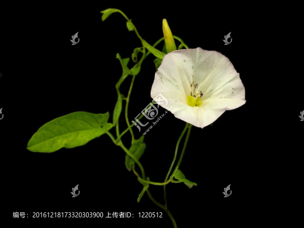 田旋花在黑色背景上