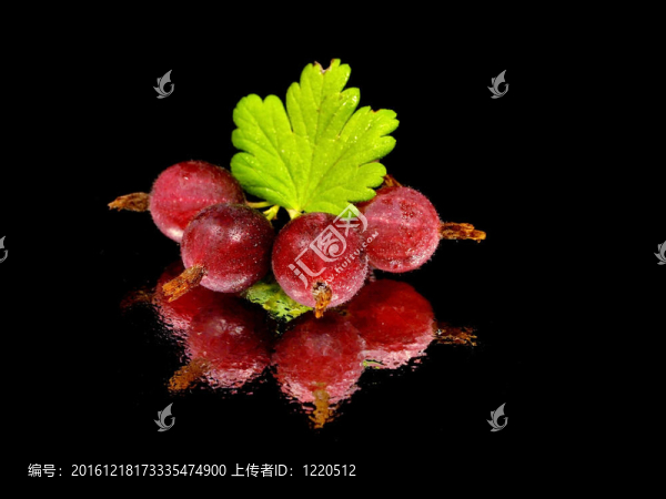 醋栗