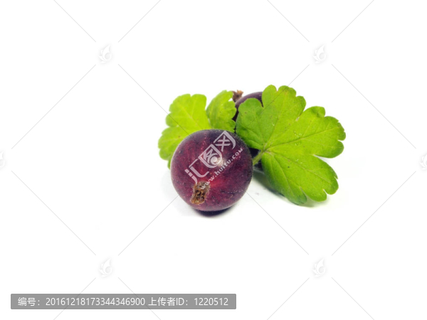 醋栗