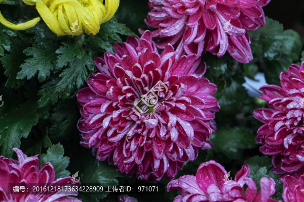 紅菊花