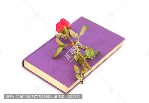 一本書和一朵玫瑰