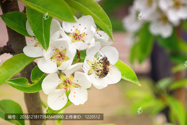 開(kāi)花梨樹(shù)和蜂花粉背景