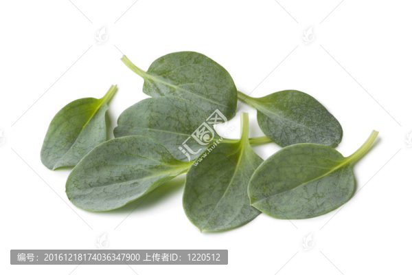 新鮮的oysterleaves