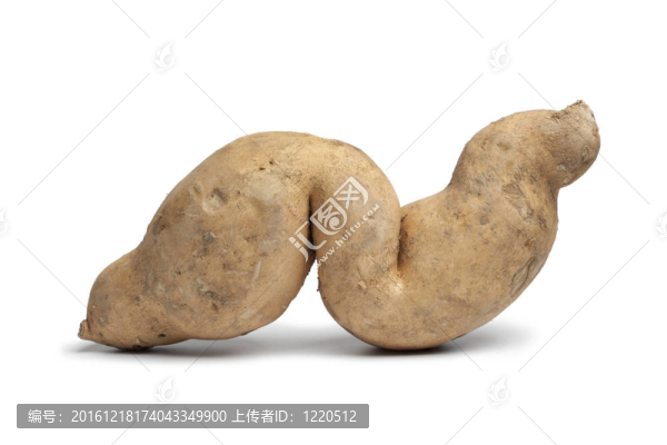 甘薯