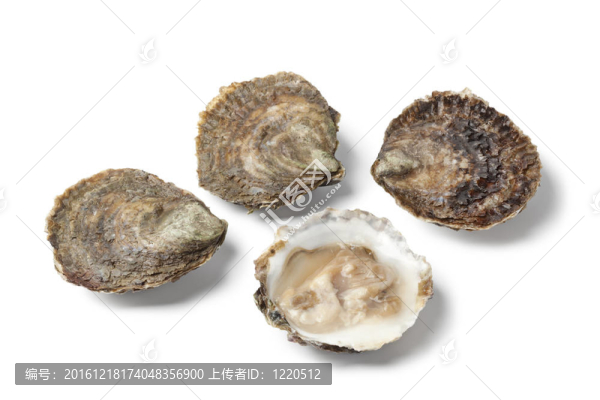 開放和封閉的歐洲扁牡蠣