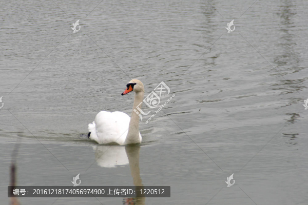 池塘白天鵝