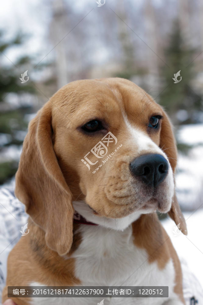 Beagle犬的畫像