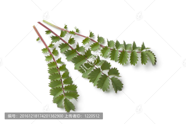 新鮮的小地榆葉