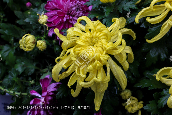 菊花