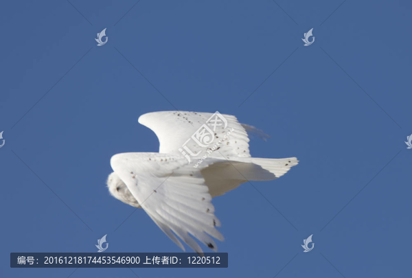 飛行中的雪梟