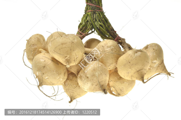 整個單豆薯孤立在白色背景