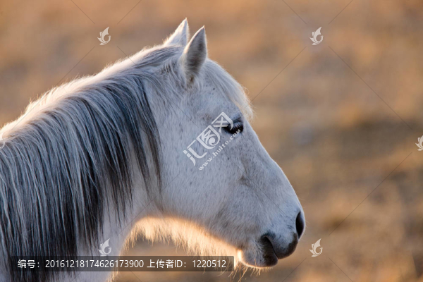 馬在日落