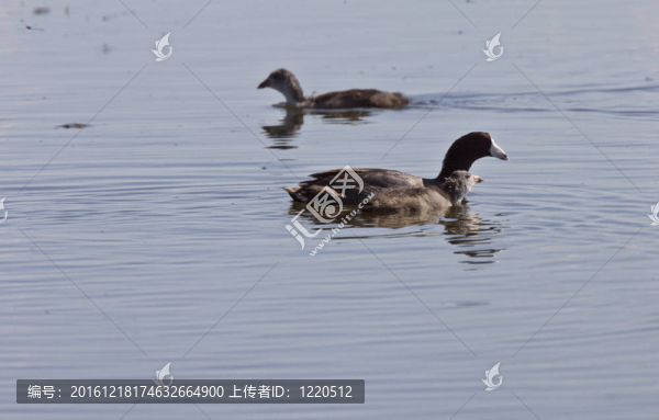 Coot,Waterhen的嬰兒
