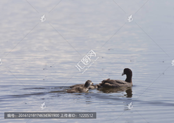 Coot,Waterhen的嬰兒
