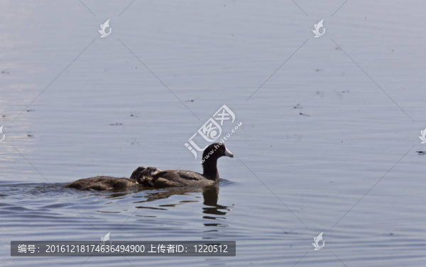 Coot,Waterhen的嬰兒