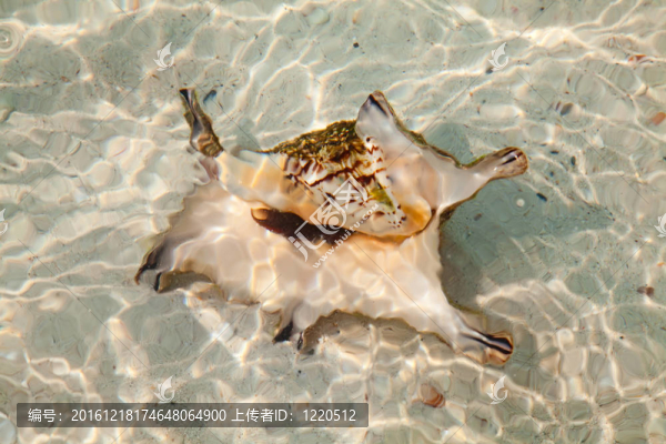 海貝殼