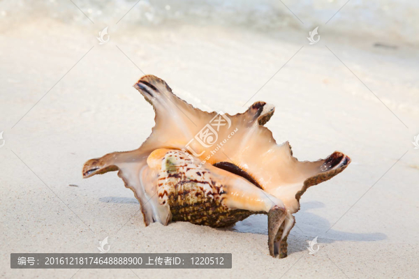 海貝殼