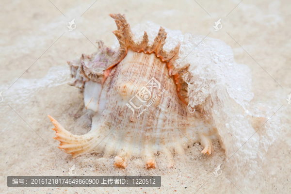 海貝殼