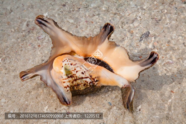 海貝殼