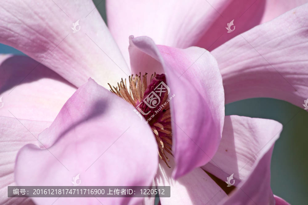 木蘭