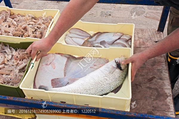 剛捕獲的魚箱