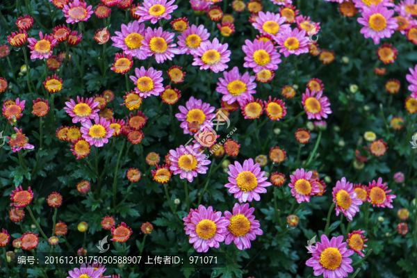 小菊花