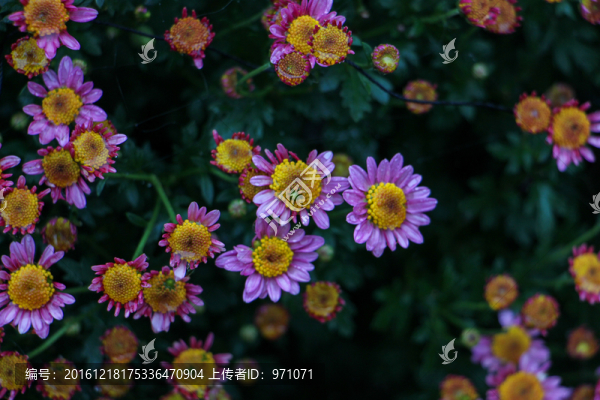 小菊花