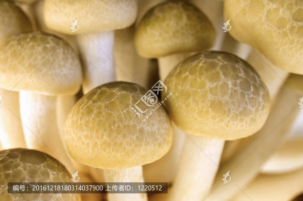 棕色蟹味菇