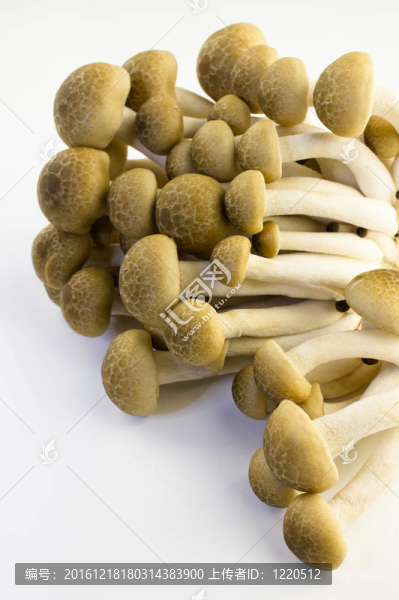 棕色蟹味菇